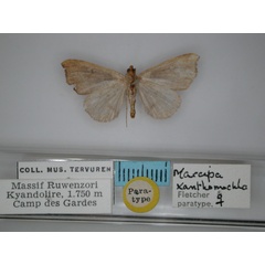 /filer/webapps/moths/media/images/X/xanthomochla_Marcipa_PT_RMCA_02.jpg