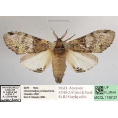 /filer/webapps/moths/media/images/V/viridipulverea_Chlorochadisra_A_MGCLa_02.JPG