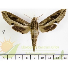 /filer/webapps/moths/media/images/V/velox_Hippotion_AF_SMCR_01.jpg
