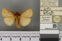 Laeliolina madagascariensis