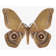 /filer/webapps/moths/media/images/A/alcestris_Gonimbrasia_AM_Basquina.jpg