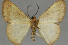 Pycnostega areta