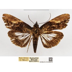 /filer/webapps/moths/media/images/C/conspicua_Lophoptera_AM_NHMUK.jpg