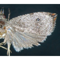 /filer/webapps/moths/media/images/M/microcosma_Cosmorrhyncha_AM_Trematerra.jpg