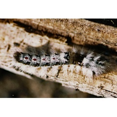 /filer/webapps/moths/media/images/B/bicolor_Euproctis_C_Roland_01_GREEgQz.jpg