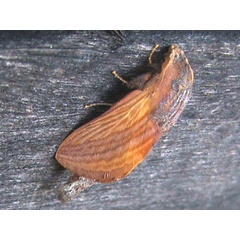 /filer/webapps/moths/media/images/L/lineatum_Cheligium_A_Guyonnet_01.jpg