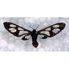 /filer/webapps/moths/media/images/C/carpentieri_Ceryx_HT_RMCA_01.jpg