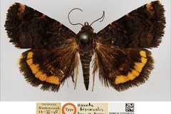 Acontiola bisexualis