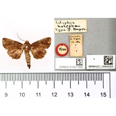 /filer/webapps/moths/media/images/H/holophaea_Catephia_HT_BMNH.jpg