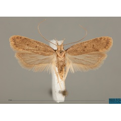 /filer/webapps/moths/media/images/V/ventriprojecta_Dichomeris_AM_MfN.jpg