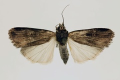 Amazonides isopleuroides