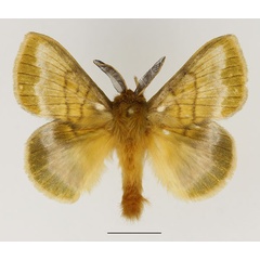 /filer/webapps/moths/media/images/L/leucostigma_Lechriolepis_AM_Basquin.jpg