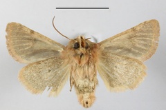 Ammetopa canroberti