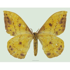 /filer/webapps/moths/media/images/G/genoviefae_Tagoropsis_AF_Basquin_01b.jpg