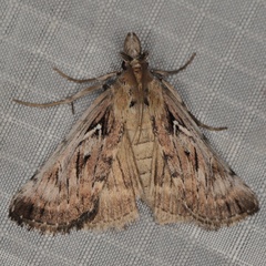 /filer/webapps/moths/media/images/M/magna_Islopha_A_Heyns_01.JPG