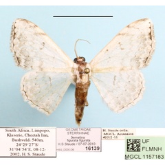 /filer/webapps/moths/media/images/F/figurata_Problepsis_A_MGCL.JPG