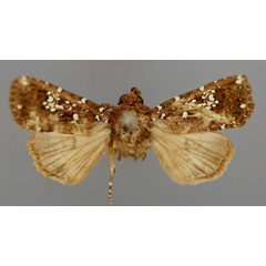 /filer/webapps/moths/media/images/A/africana_Feliniopsis_A_RMCA_01.jpg