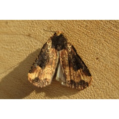 /filer/webapps/moths/media/images/I/intendens_Micragrotis_A_Heymansb.jpg