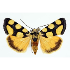 /filer/webapps/moths/media/images/G/guttifera_Acontia_AF_Aulombard_01.jpg