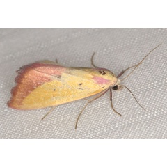/filer/webapps/moths/media/images/S/sacraria_Phytometra_A_Heyns_01.jpg