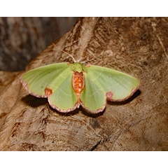 /filer/webapps/moths/media/images/B/barnsi_Comibaena_A_Roland_01.jpg