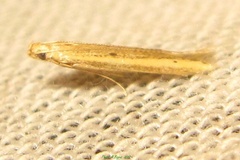/filer/webapps/moths/media/images/A/arenosella_Batrachedra_A_Bippus.jpg
