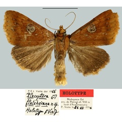 /filer/webapps/moths/media/images/F/fletcherana_Plecoptera_HT_MNHN.jpg