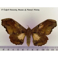/filer/webapps/moths/media/images/H/herilla_Cyrtogone_AF_OUMNH.jpg