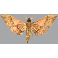 /filer/webapps/moths/media/images/D/drucei_Rufoclanis_AT_CMNHb.jpg