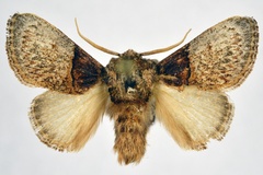 Afrobirthama reducta