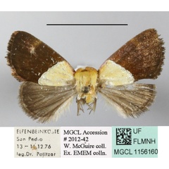 /filer/webapps/moths/media/images/X/xanthobasis_Neonegeta_A_MGCLa_01.jpg