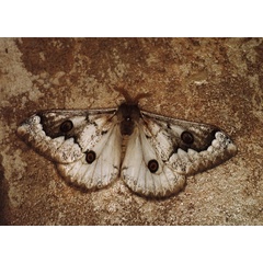 /filer/webapps/moths/media/images/T/terpsichore_Usta_A_Roland_03_0xB604x.jpg