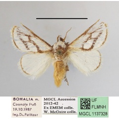 /filer/webapps/moths/media/images/I/invitabilis_Parapluda_A_MGCLa_02.JPG