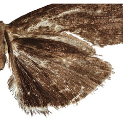 /filer/webapps/moths/media/images/S/spinai_Thaumatovalva_HT_Trematerrab.jpg