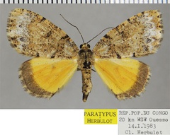 /filer/webapps/moths/media/images/T/triphaenata_Xylopteryx_PTF_ZSM.jpg