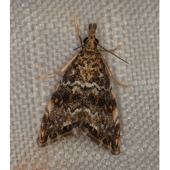 /filer/webapps/moths/media/images/N/natalensis_Glaucocharis_A_Heyns_01.jpg