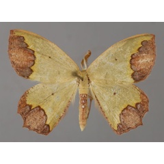 /filer/webapps/moths/media/images/Z/zonata_Luashia_A_ZSM_01.jpg