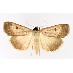 /filer/webapps/moths/media/images/H/homogyna_Tathorhynchus_AF_TMSA_02.jpg