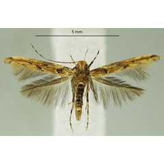 /filer/webapps/moths/media/images/S/simplex_Anatrachyntis_AM_MNVD.jpg