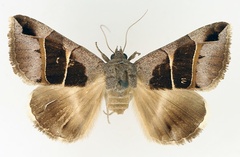 /filer/webapps/moths/media/images/M/monodonta_Grammodes_AM_TMSA.jpg