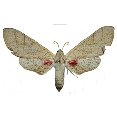/filer/webapps/moths/media/images/N/namanga_Neoclanis_HT_ZSMa.jpg