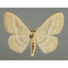 /filer/webapps/moths/media/images/S/spoliata_Scopula_AM_TMSA.jpg