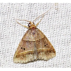 /filer/webapps/moths/media/images/T/tripalis_Plecoptera_A_Braun_07.jpg