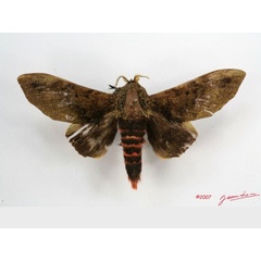 /filer/webapps/moths/media/images/R/rubroanalis_Gastroplakaeis_AM_Alberta_01.jpg