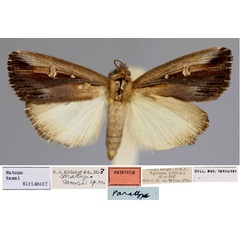 /filer/webapps/moths/media/images/T/tamsi_Matopo_PT_RMCA_01.jpg