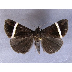 /filer/webapps/moths/media/images/M/mutilata_Dichromia_A_Baron_01.jpg