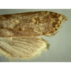 /filer/webapps/moths/media/images/A/allevata_Hyalochna_HT787_TMSA_02.jpg