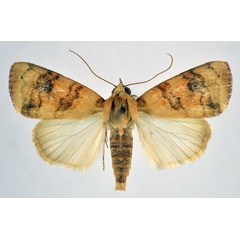 /filer/webapps/moths/media/images/A/arcuata_Maurilia_AM_NHMO_02.jpg