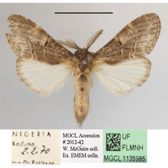/filer/webapps/moths/media/images/V/viridescens_Pararhenea_A_MGCLa_02.JPG