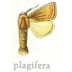 /filer/webapps/moths/media/images/P/plagifera_Metarbela_HT_MfN.jpg